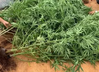 Lâm Đồng: Phát hiện 514 cây cần sa trồng trái phép