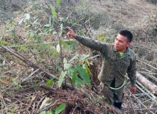 Lâm Đồng: Tạm giữ hình sự đối tượng phá rừng làm nương rẫy