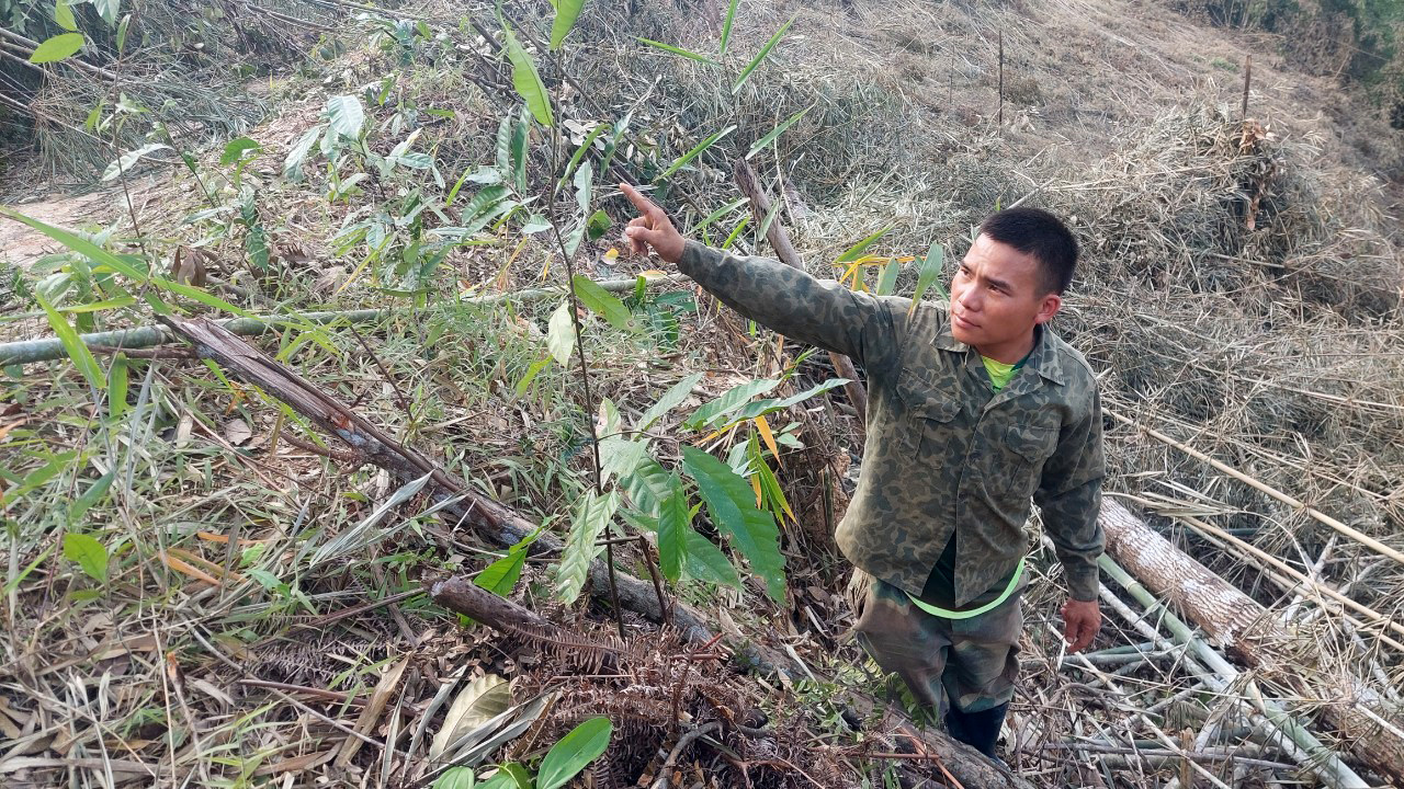Lâm Đồng: Tạm giữ hình sự đối tượng phá rừng làm nương rẫy