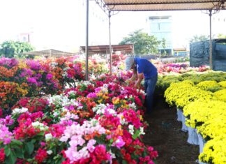 Bảo Lộc: Thông báo đăng ký Hội hoa xuân Tết nguyên đán Giáp Thìn năm 2024