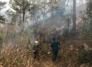 Cháy rừng thông 3 lá ở Đà Lạt