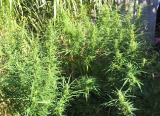 Lâm Đồng: Phát hiện 5 trường hợp trồng 194 cây cần sa