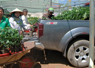 Lâm Đồng: Nhu cầu cây giống cà phê tăng “nóng”