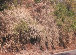 Người lang thang lại đốt rừng trên đèo Bảo Lộc