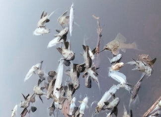 Đạ Huoai: Chỉ đạo kiểm tra, xác định nguyên nhân cá chết hàng loạt tại suối Đạ Gùi