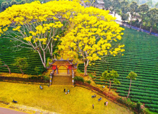 Bảo Lộc: Thí điểm xây dựng thành phố hoa phượng vàng