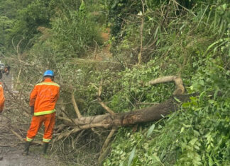 Cắt tỉa, chặt bỏ những cây khô nguy cơ ngã đổ trên đèo Bảo Lộc