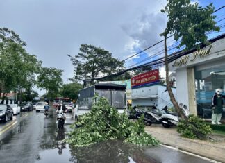 Đà Lạt: Nhiều cây xanh gãy đổ sau trận mưa lớn trưa ngày 15/6