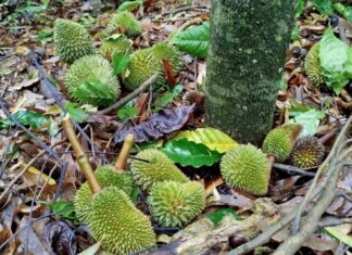 Lâm Hà: Người trồng sầu riêng bị thiệt hại nặng do mưa lớn