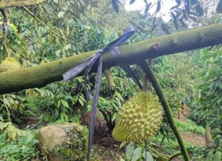 Lâm Hà: Bắt 3 đối tượng trộm sầu riêng