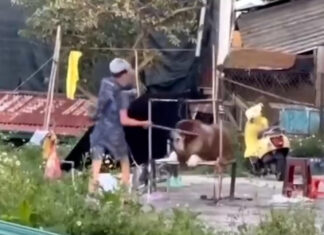 Đà Lạt: Giao công an vào cuộc kiểm tra, xử lý nghiêm đối tượng có hành vi ngược đãi động vật