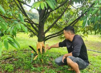 Lâm Đồng: Hàng chục cây sầu riêng đang thu hoạch bị phá hoại