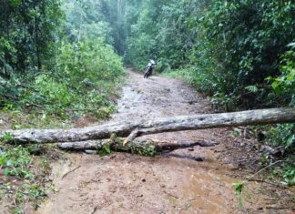Bảo Lâm: Cây rừng gãy đổ trúng xe máy, 2 mẹ con thương vong