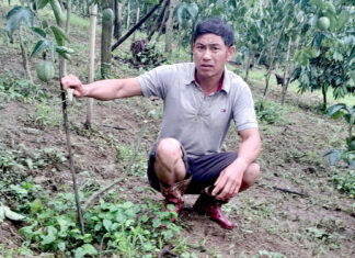 Lâm Đồng: Điều tra vụ 325 gốc chanh dây của người dân bị chặt phá