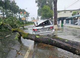 Bảo Lâm: Cây xanh ngã đổ đè trúng xe ô tô
