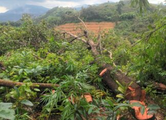 Đạ Huoai: Đất đang tranh chấp nhưng vườn điều rộng 2 ha vẫn bị đốn hạ