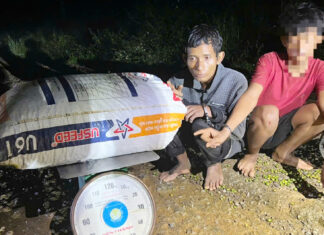 Bảo Lộc: Khởi tố, bắt tạm giam đối tượng hái trộm cà phê