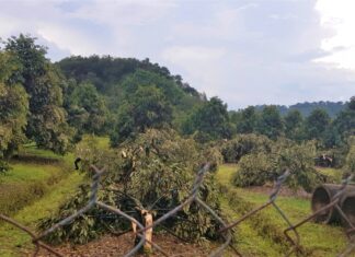 Lâm Đồng: Mưa lớn, lốc xoáy làm bật gốc, gãy đổ hơn 220 cây sầu riêng