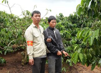 Di Linh: Bắt giữ đối tượng hái trộm cà phê có nhiều tiền án, tiền sự