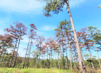 Bảo Lâm: Hơn 170 cây thông bị đầu độc chết khô