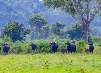 Nhân viên Vườn Quốc gia Cát Tiên bị bò tót húc tử vong