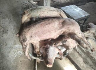 31 con lợn ở xã Bảo Lâm 1 chết chưa rõ nguyên nhân