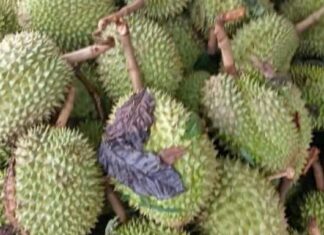 Người dân xã Bảo Lâm 3 bị thiệt hại hơn 160 tấn sầu riêng do ảnh hưởng bão số 3