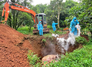 Bảo Lâm 1: Tiêu hủy thêm 8 con lợn nái tại ổ dịch tả lợn Châu Phi