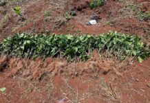 Lâm Đồng: Một hộ dân bị nhổ trộm gần 1.000 cây cà phê