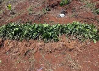 Lâm Đồng: Một hộ dân bị nhổ trộm gần 1.000 cây cà phê