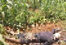 Lâm Đồng: Phát hiện thi thể nam giới trong vườn bắp