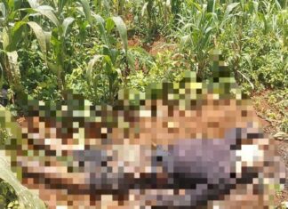 Lâm Đồng: Phát hiện thi thể nam giới trong vườn bắp