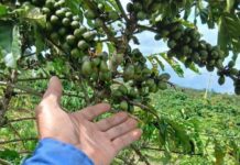 Bảo Lâm 3: Cà phê bị hái trộm khi chưa vào vụ