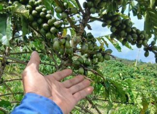 Bảo Lâm 3: Cà phê bị hái trộm khi chưa vào vụ