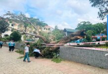 Phường 2 Bảo Lộc: Cây phượng bất ngờ bật gốc trong sân trường tiểu học