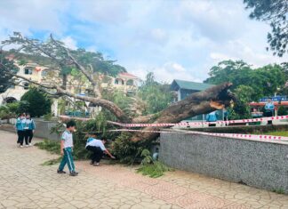 Phường 2 Bảo Lộc: Cây phượng bất ngờ bật gốc trong sân trường tiểu học