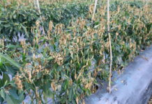 Lâm Đồng: Điều tra vụ gần 1 ha ớt sắp thu hoạch bị phá hoại