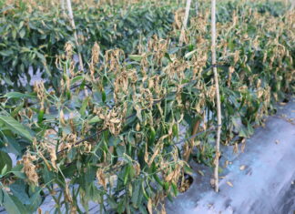 Lâm Đồng: Điều tra vụ gần 1 ha ớt sắp thu hoạch bị phá hoại